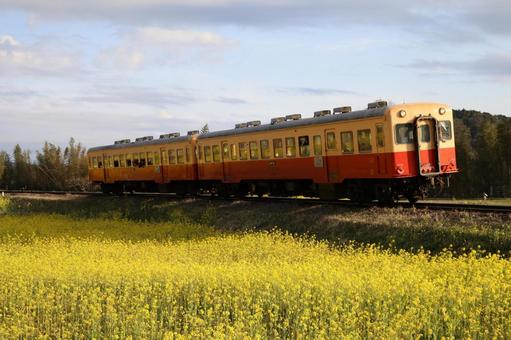 菜の花を行く列車 自然,風景,木々の写真素材