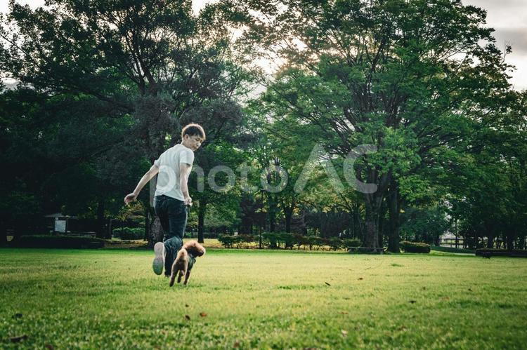 公園で男性と遊ぶトイプードル トイプードル,トイプー,夏の写真素材