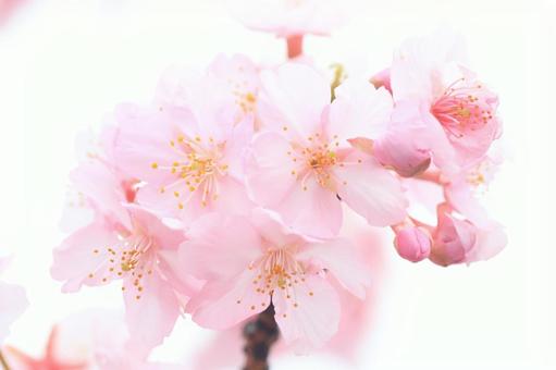 河津桜 河津桜の写真