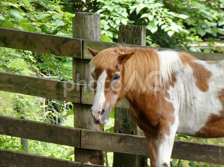 おしゃれ前髪のお馬さん 自然,生き物,動物の写真素材