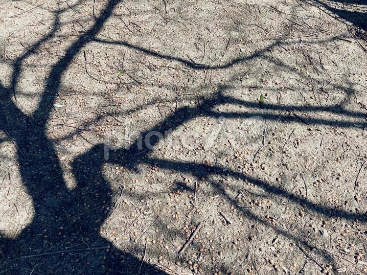 印象的な木の影と地面 印象的,木の影,地面の写真素材