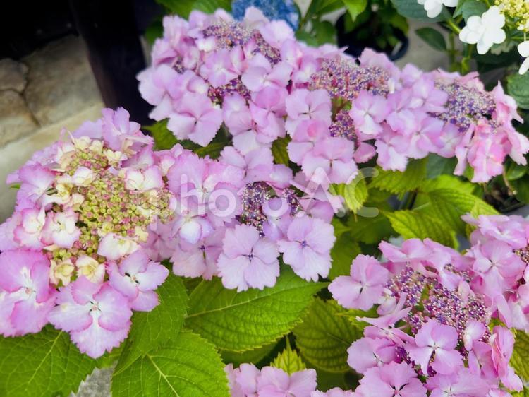 紫陽花が映える和のたたずまい 成長途中の花,緑との調和,瑞々しい質感の写真素材