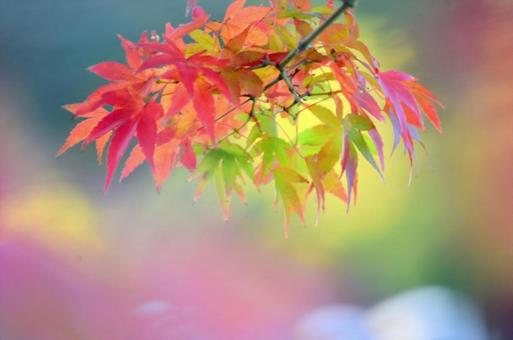 紅葉 紅葉の写真