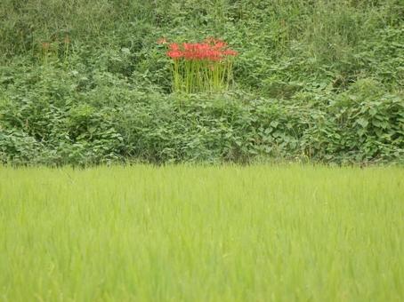 【風景写真】秋の田んぼの風景 【風景写真】秋の田んぼの風景 田んぼ,水田,田の写真素材