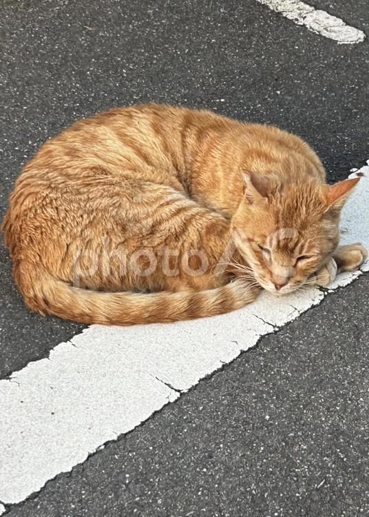 寝てる猫縦 猫,屋外,茶トラの写真素材