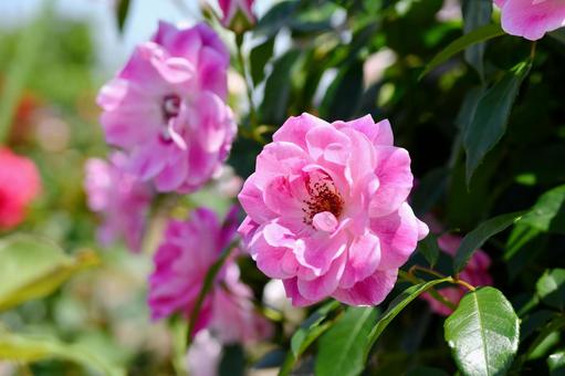 薔薇 ピンクアイスバーグ 薔薇 ピンクアイスバーグ 薔薇,ピンクアイスバーグ,花の写真素材