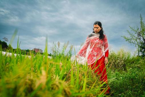 稲穂の中を歩く伝統衣装着たネパール人女性 ネパール,女性,田んぼの写真素材