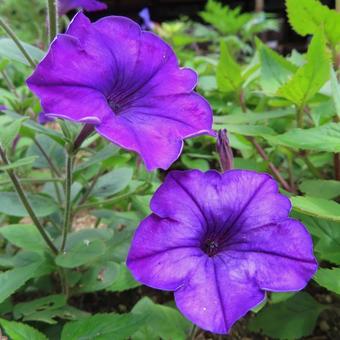 ペチュニア ペチュニア ペチュニア,花,花びらの写真素材