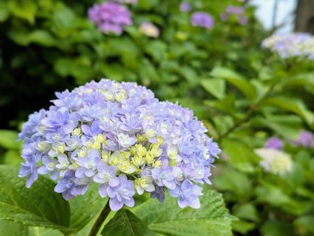 下田に咲いた紫陽花 下田に咲いた紫陽花 植物,紫陽花,初夏の写真素材