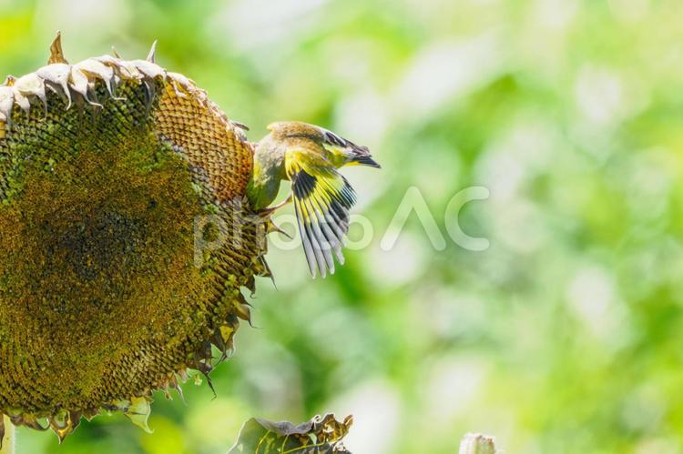 カワラヒワ(53) 鳥,カワラヒワ,野鳥の写真素材