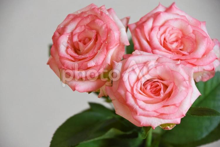 ピンクの濡れた薔薇 ばら,ピンク,薔薇の写真素材