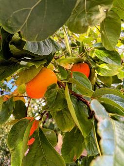 柿の木と実 柿,木,実の写真素材