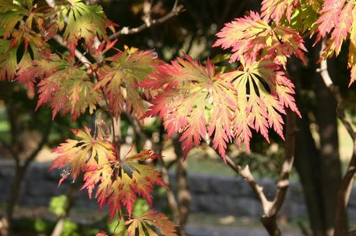 モミジ 紅葉 モミジ 紅葉 モミジ,風景マクロ,自然風景の写真素材