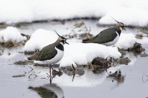 タゲリ タゲリ,冬鳥,野鳥の写真素材