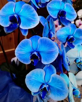 青の胡蝶蘭 胡蝶蘭,花,ブルーエレガンスの写真素材