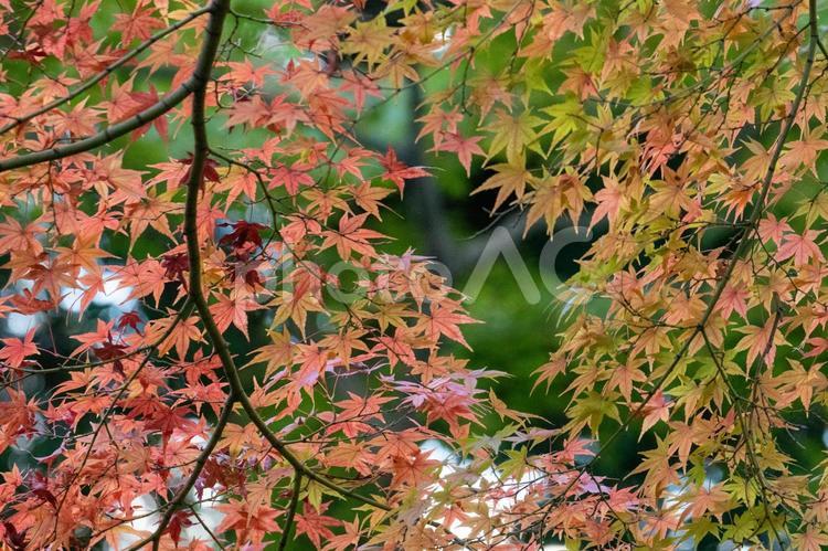 赤と青のもみじの葉っぱ 背景,楓,かえでの写真素材