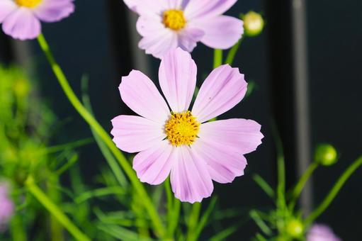 コスモスの花3(横浜市内にて) コスモスの花3(横浜市内にて)の写真
