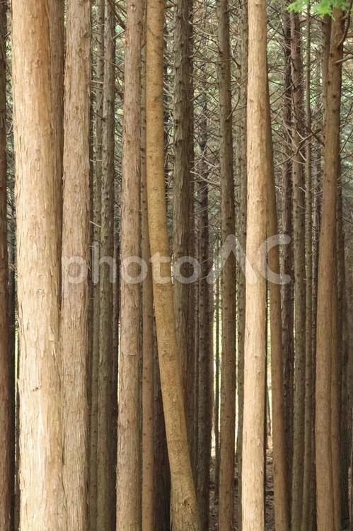 林の木々 林,木々,縦位置の写真素材