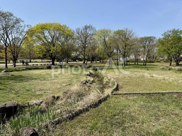 春の舎人公園 舗装,コンクリート,アスファルトの写真素材