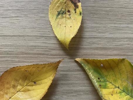 3枚の落ち葉 3枚の落ち葉の写真