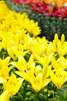 色鮮やかな満開のゆり園 色鮮やかな満開のゆり園 ゆり,百合,百合の花の写真素材