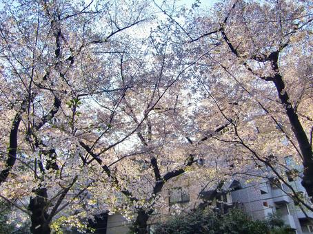 桜の遊歩道-9 桜の遊歩道-9 桜,木,幹の写真素材