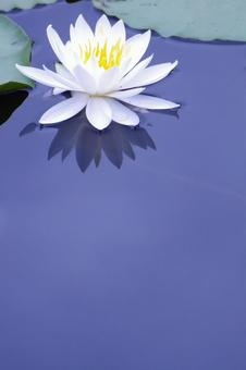Water lily, JPG