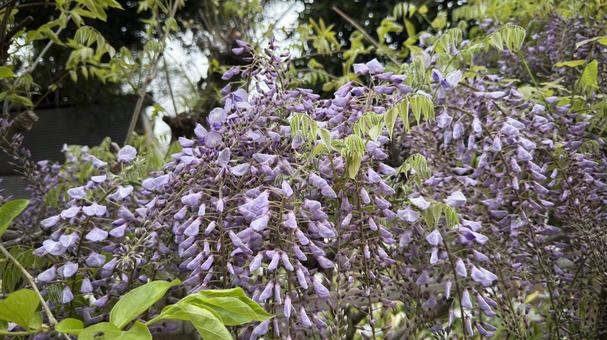 Wisteria flower, JPG