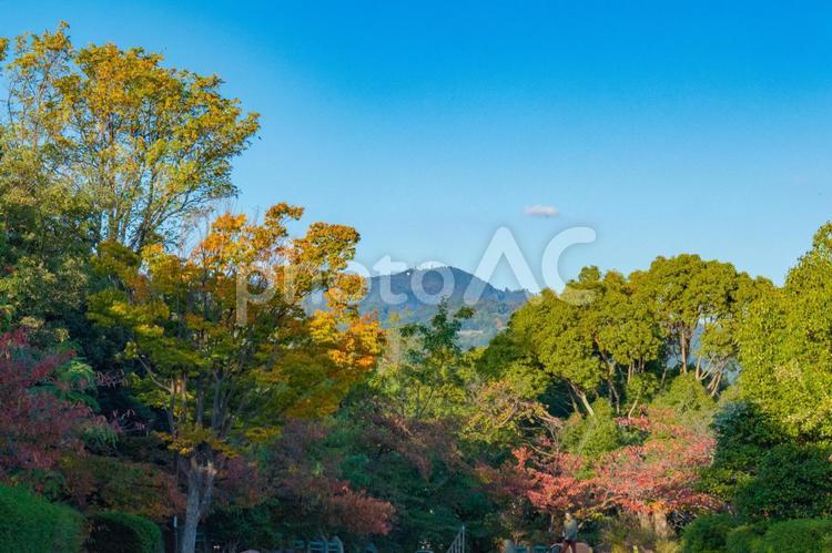 秋を感じさせる公園風景 快晴,木,植物の写真素材