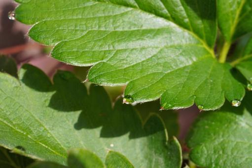 苺苗の葉水（マクロ撮影）03 苺,イチゴ,苺苗の写真素材