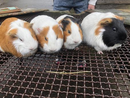 Guinea pig photo, guinea pig, animal, creatures, JPG