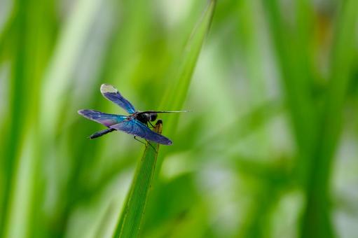 Butterfly dragonfly(60), JPG Butterfly dragonfly(60), JPG