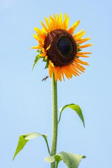 ひまわりと蜂の写真