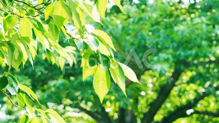 新緑の葉と大きい木の木漏れ日 新緑,木漏れ日,葉の写真素材