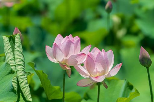 大賀蓮 ハス,蓮池,ピンクの写真素材