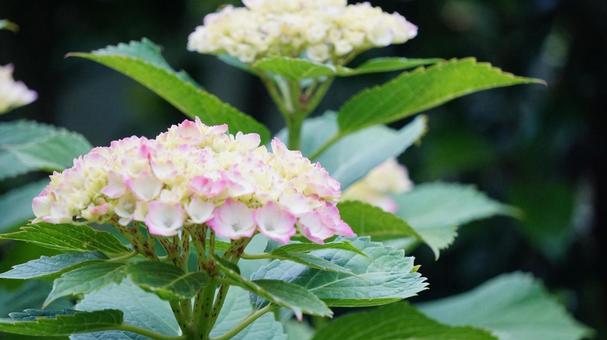 彩り豊かな額紫陽花 彩り豊かな額紫陽花の写真