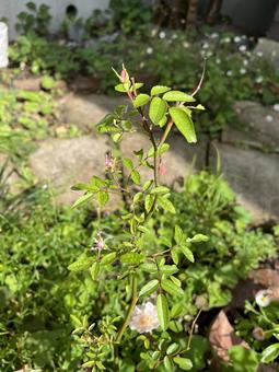 Photo, neubara, miniature, rose, 