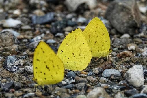 秋の蝶々3の写真