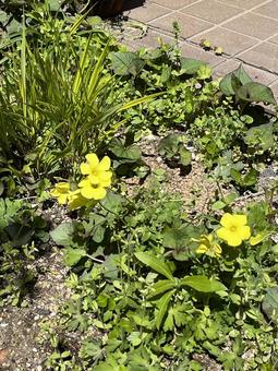 Photo, katabi, yellow, flower, 