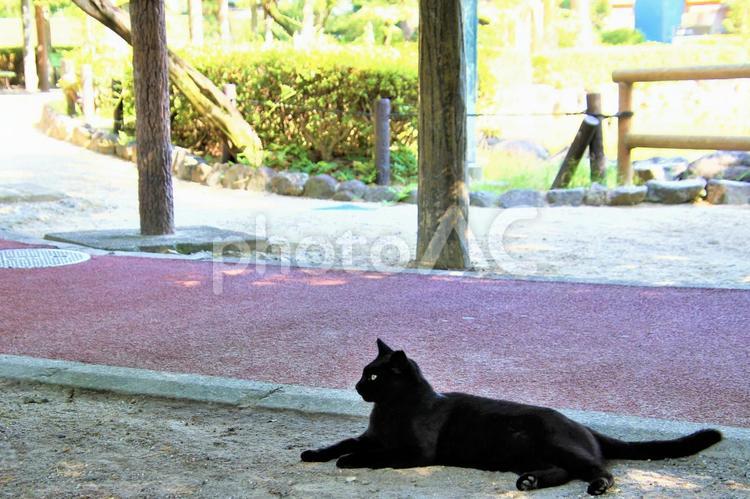 黒猫　クロネコ　野良猫　ノラ猫 黒猫,ノラ猫,野良猫の写真素材