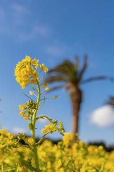 菜の花畑の写真