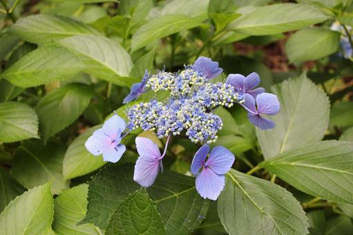 Hydrangea 43, JPG Hydrangea 43, JPG