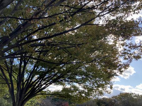 木の枝 木の枝の写真