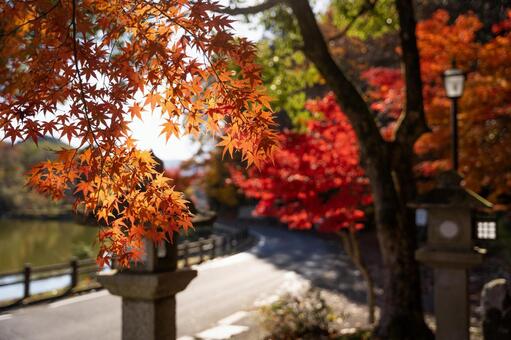 三島池の紅葉 三島池,紅葉,もみじの写真素材
