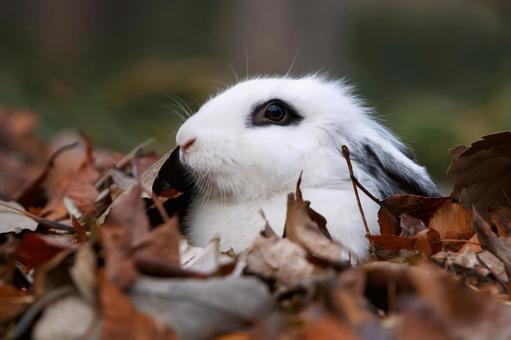 ペットのうさぎ うさぎ,ペット,干支の写真素材
