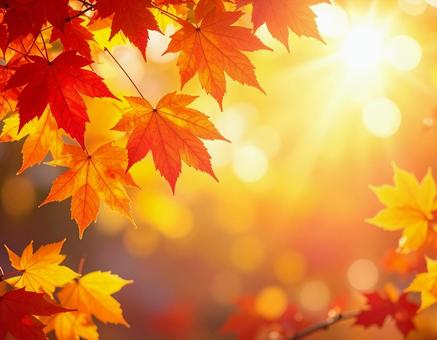 紅葉 紅葉の写真