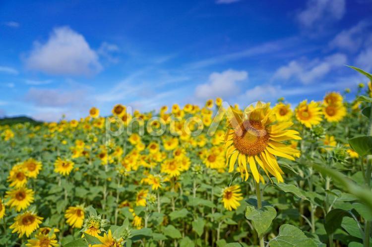 青空と風に揺れる向日葵 向日葵,ヒマワリ,夏の花の写真素材
