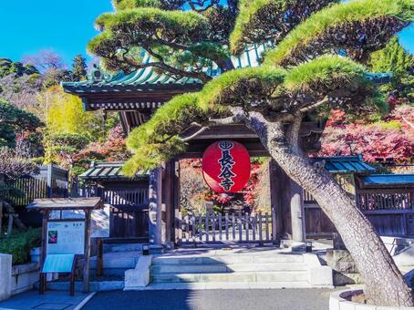 【神奈川県】鎌倉市・長谷寺山門 長谷寺,山門,鎌倉市の写真素材