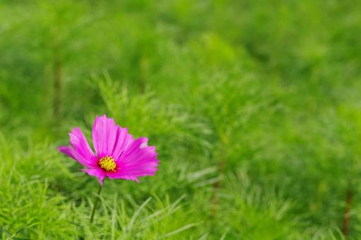秋桜 コスモス 秋の花 ピンクの花 秋桜 コスモス 秋の花 ピンクの花 秋桜,コスモス,秋の花の写真素材