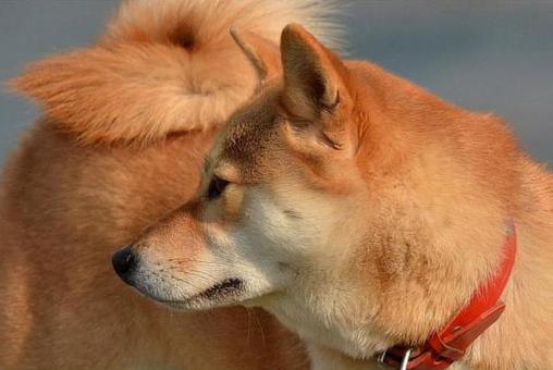 柴犬 柴犬の写真